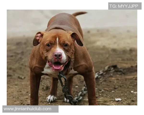 费尔明独特比喻展现队友风采特狮领袖卡萨多比特犬亚马尔最佳